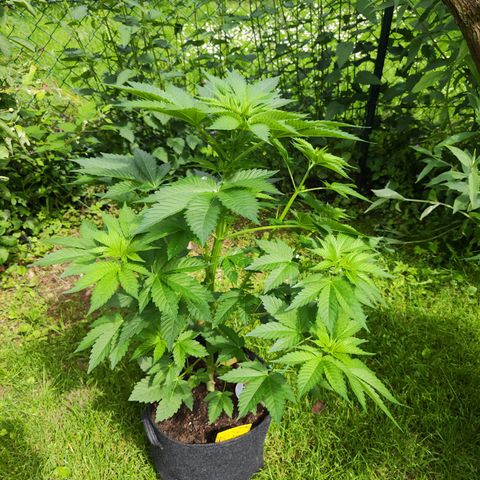 M - Runtz (Zamnesia Genetics)  growlog timeline photo