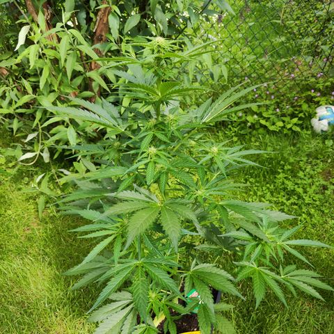 M - Black Orchid Automatic (Zamnesia Genetics)  growlog timeline photo