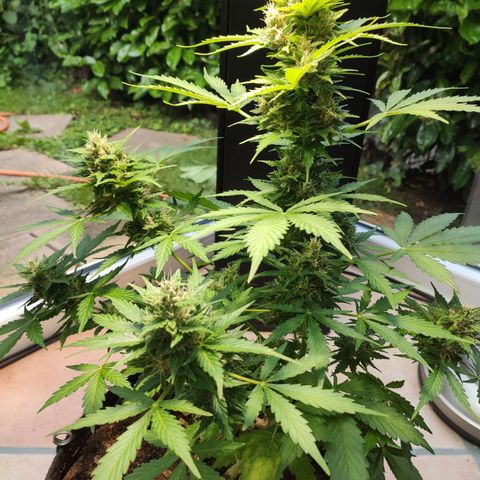 J - Blue Dream - Fast buds #1 growlog timeline photo