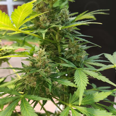 J - Blue Dream - Fast buds #1 growlog timeline photo