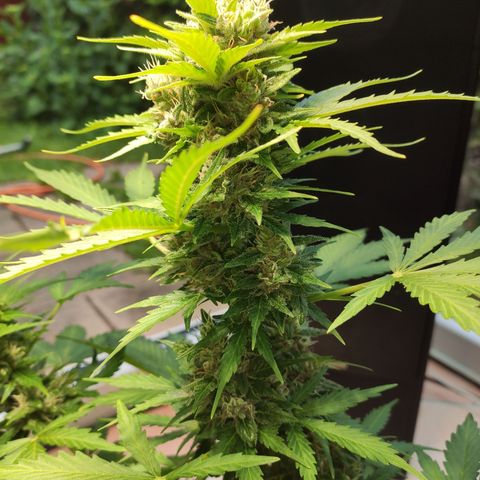 J - Blue Dream - Fast buds #1 growlog timeline photo