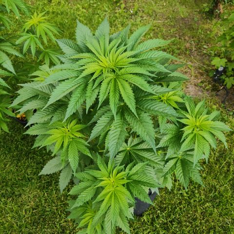 M - Runtz (Zamnesia Genetics)  growlog timeline photo