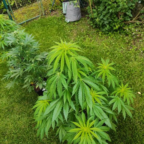 M - Amnesia Haze (Zamnesia Genetics)  growlog timeline photo