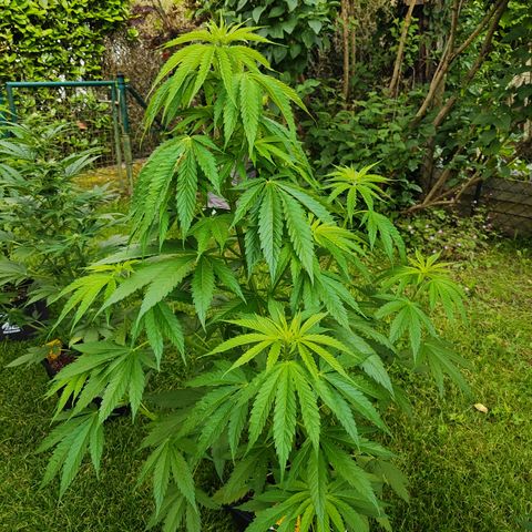 M - Amnesia Haze (Zamnesia Genetics)  growlog timeline photo