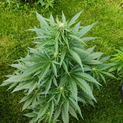 M - Black Orchid Automatic (Zamnesia Genetics)  growlog timeline photo