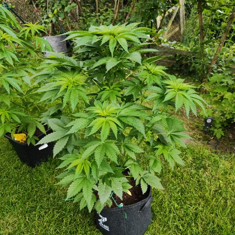 M - Runtz (Zamnesia Genetics)  growlog timeline photo