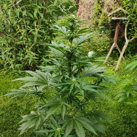 M - Black Orchid Automatic (Zamnesia Genetics)  growlog timeline photo
