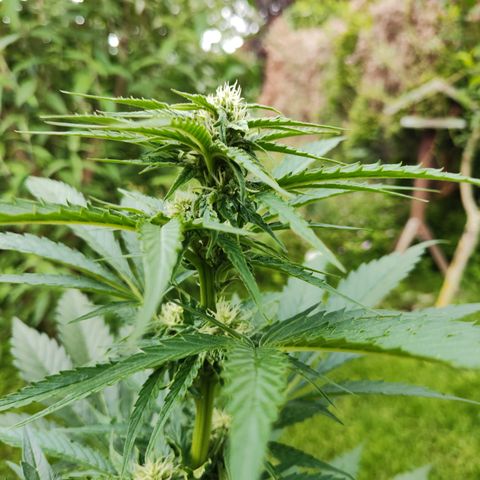 M - Black Orchid Automatic (Zamnesia Genetics)  growlog timeline photo