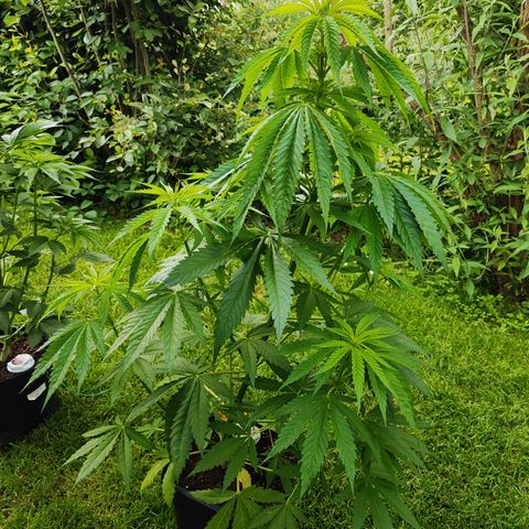 M - Amnesia Haze (Zamnesia Genetics)  growlog timeline photo