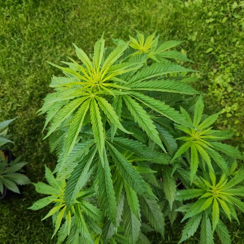 M - Northern Light Automatic (Sensi Seeds Genetics)  growlog timeline photo