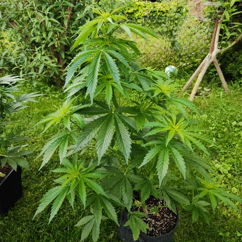 M - Northern Light Automatic (Sensi Seeds Genetics)  growlog timeline photo