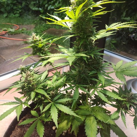 J - Blue Dream - Fast buds #1 growlog timeline photo