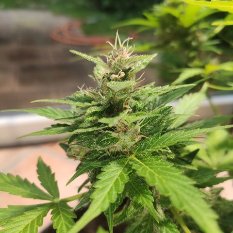 J - Blue Dream - Fast buds #1 growlog timeline photo