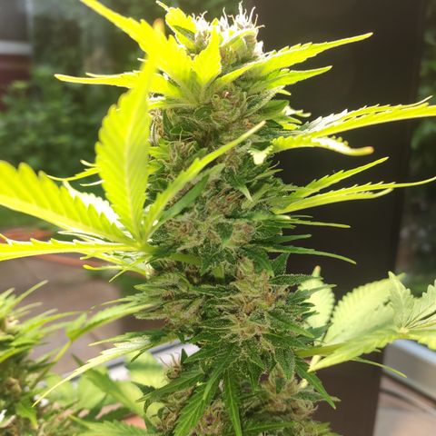 J - Blue Dream - Fast buds #1 growlog timeline photo