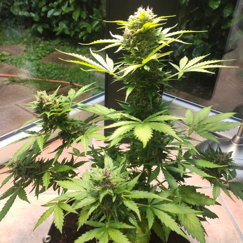 J - Blue Dream - Fast buds #1 growlog timeline photo