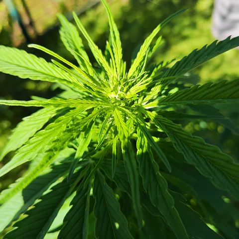M - Northern Light Automatic (Sensi Seeds Genetics)  growlog timeline photo