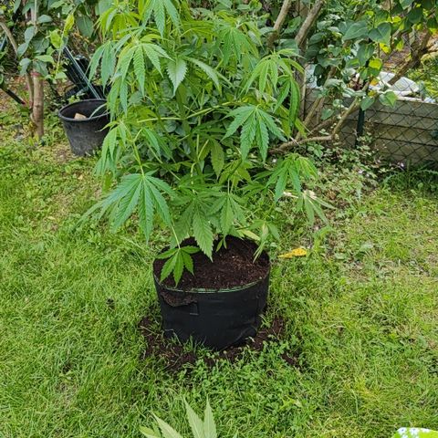 M - Amnesia Haze (Zamnesia Genetics)  growlog timeline photo