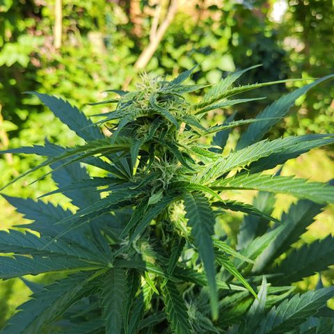 M - Black Orchid Automatic (Zamnesia Genetics)  growlog timeline photo