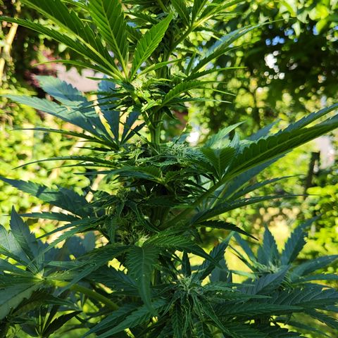 M - Black Orchid Automatic (Zamnesia Genetics)  growlog timeline photo