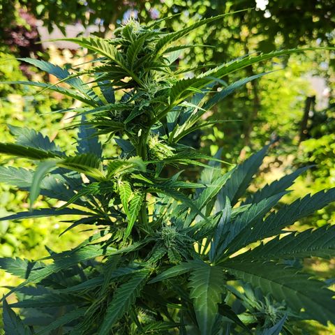 M - Black Orchid Automatic (Zamnesia Genetics)  growlog timeline photo