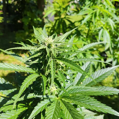 M - Black Orchid Automatic (Zamnesia Genetics)  growlog timeline photo