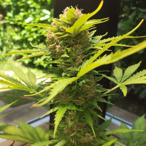 J - Blue Dream - Fast buds #1 growlog timeline photo