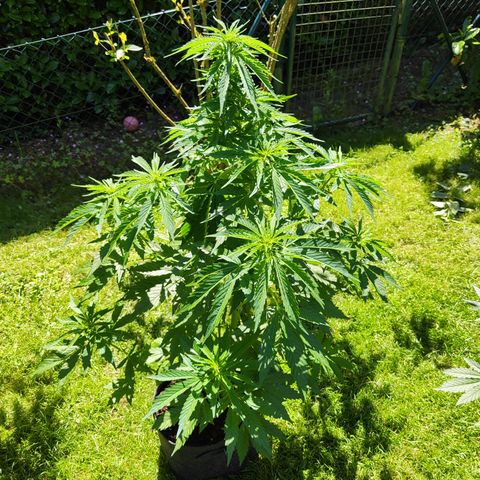 M - Northern Light Automatic (Sensi Seeds Genetics)  growlog photo: Nach Entlaubung fällt sehr viel Licht auf kommende Buds, die Pflanze geht nun in die Blüte. Auf der Sensi Seeds Sensi Seeds wurde eine Blütezeit von etwa 60 Tagen angegeben und einem gesamt Lebenszyklus von bis zu 13 Wochen was auch mit dem aktuellen Zeitplan gut passen würde. 