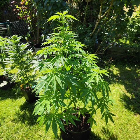 M - Amnesia Haze (Zamnesia Genetics)  growlog timeline photo