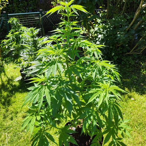 M - Amnesia Haze (Zamnesia Genetics)  growlog timeline photo