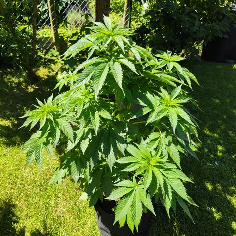 M - Runtz (Zamnesia Genetics)  growlog timeline photo