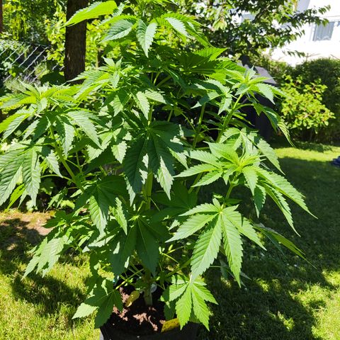 M - Runtz (Zamnesia Genetics)  growlog timeline photo