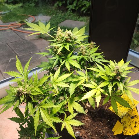J - Blue Dream - Fast buds #1 growlog timeline photo