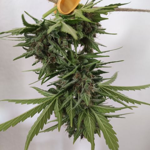 J - Blue Dream - Fast buds #1 growlog timeline photo