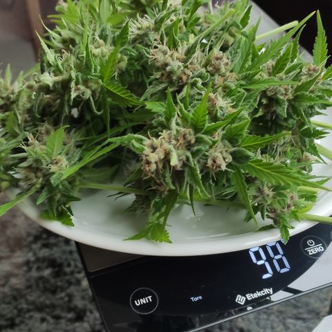 J - Blue Dream - Fast buds #1 growlog timeline photo