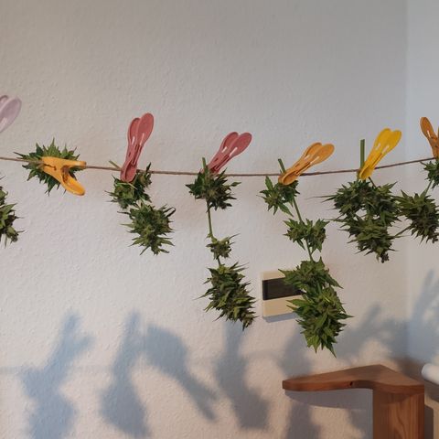 J - Blue Dream - Fast buds #1 growlog timeline photo