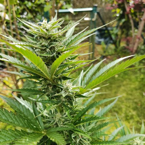 M - Black Orchid Automatic (Zamnesia Genetics)  growlog timeline photo