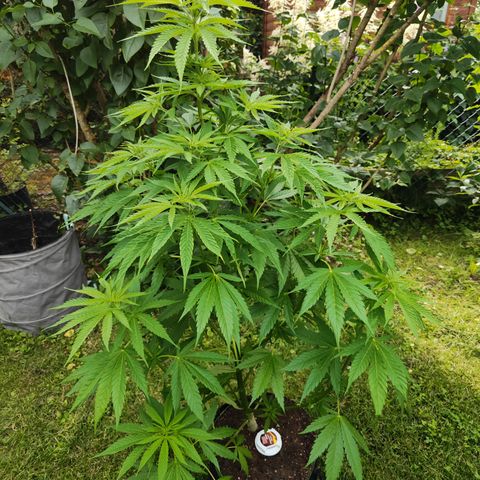 M - Amnesia Haze (Zamnesia Genetics)  growlog timeline photo