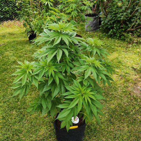 M - Runtz (Zamnesia Genetics)  growlog timeline photo