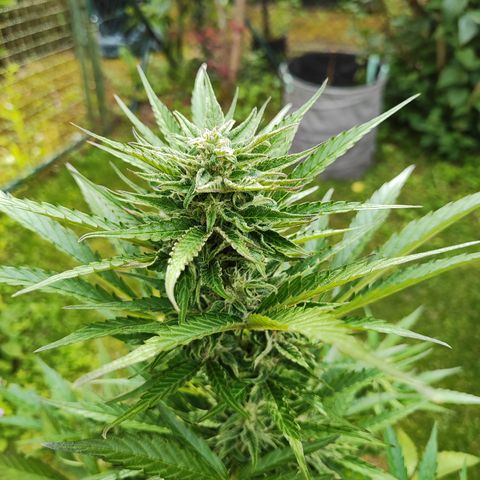 M - Black Orchid Automatic (Zamnesia Genetics)  growlog timeline photo