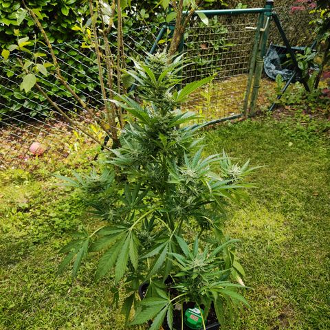 M - Black Orchid Automatic (Zamnesia Genetics)  growlog timeline photo