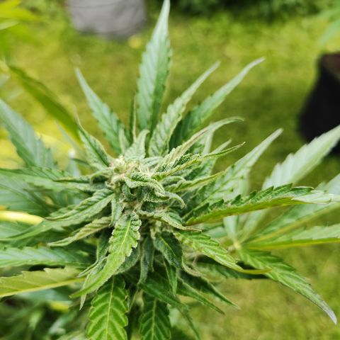 M - Black Orchid Automatic (Zamnesia Genetics)  growlog timeline photo