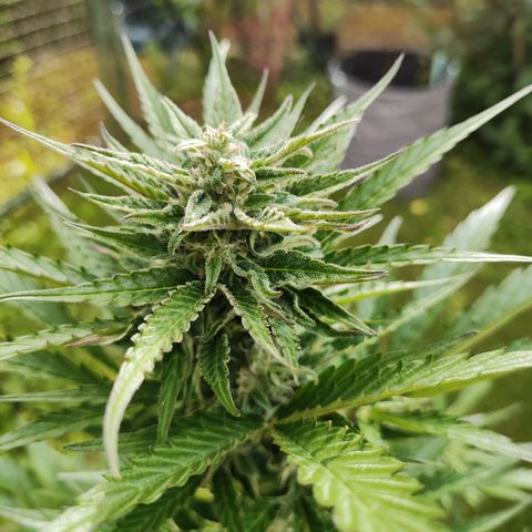 M - Black Orchid Automatic (Zamnesia Genetics)  growlog timeline photo