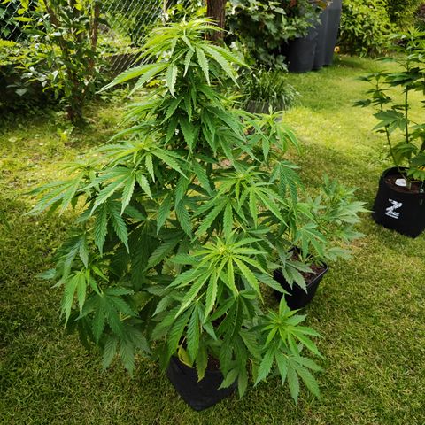 M - Northern Light Automatic (Sensi Seeds Genetics)  growlog timeline photo