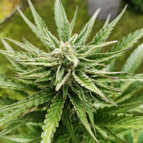 M - Black Orchid Automatic (Zamnesia Genetics)  growlog timeline photo