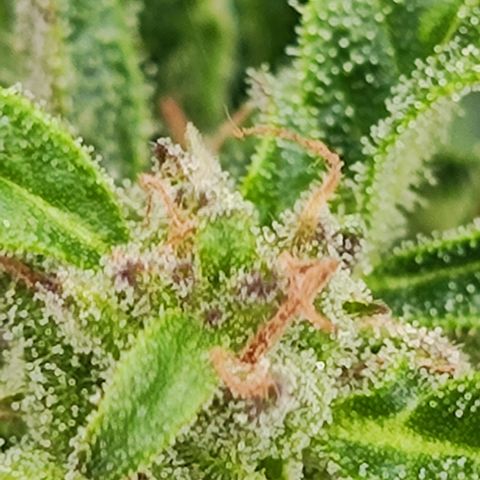 M - Black Orchid Automatic (Zamnesia Genetics)  growlog timeline photo