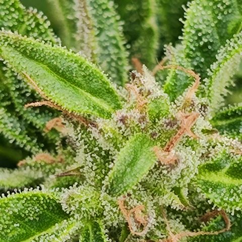 M - Black Orchid Automatic (Zamnesia Genetics)  growlog timeline photo
