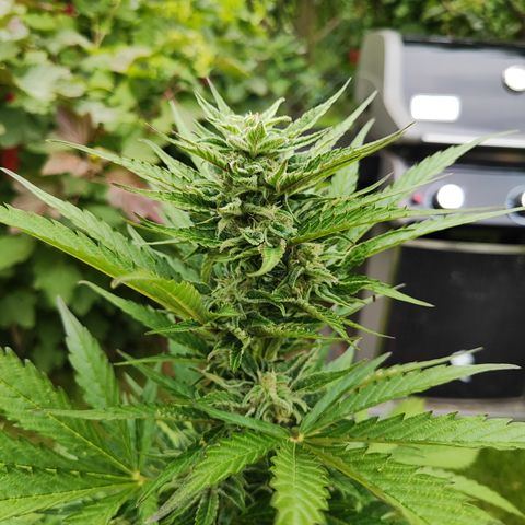 M - Black Orchid Automatic (Zamnesia Genetics)  growlog timeline photo