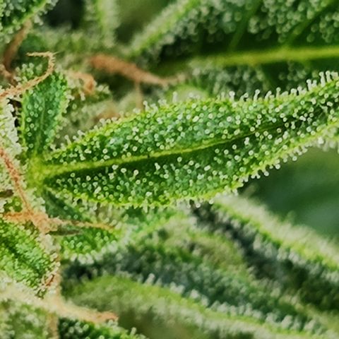 M - Black Orchid Automatic (Zamnesia Genetics)  growlog timeline photo
