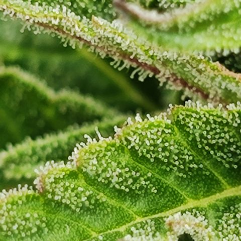 M - Black Orchid Automatic (Zamnesia Genetics)  growlog timeline photo