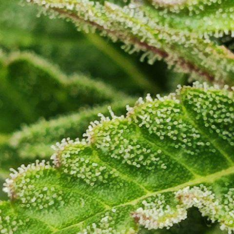 M - Black Orchid Automatic (Zamnesia Genetics)  growlog timeline photo